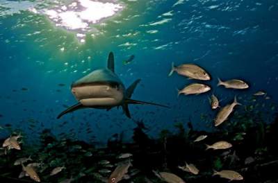 Фотограф рискнул жизнью ради этих снимков с акулами. Фото