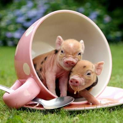 Двадцать причин считать свинок самыми очаровательными существами