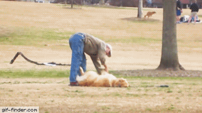 Собаки, слишком уставшие быть хорошими мальчиками. ФОТО