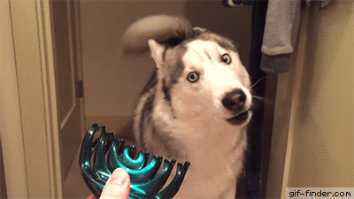 Собаки, слишком уставшие быть хорошими мальчиками. ФОТО