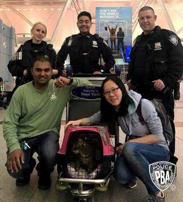 Работники нью-йоркского аэропорта неделю гонялись за кошкой