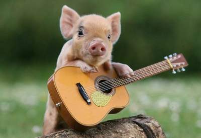 Двадцать причин считать свинок самыми очаровательными существами