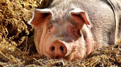 Недооценили: канадские копы проиграли в «схватке» со свиньей