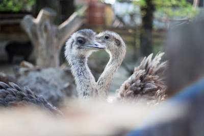Обитатели зоопарка Будапешта в ярких снимках. Фото