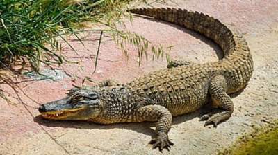 Вот так неожиданность: на Одесчине из "хрущевки" выпал крокодил. ФОТО