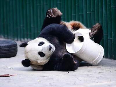 Сюрприз: в зоопарке самца панды четыре года считали «девочкой»