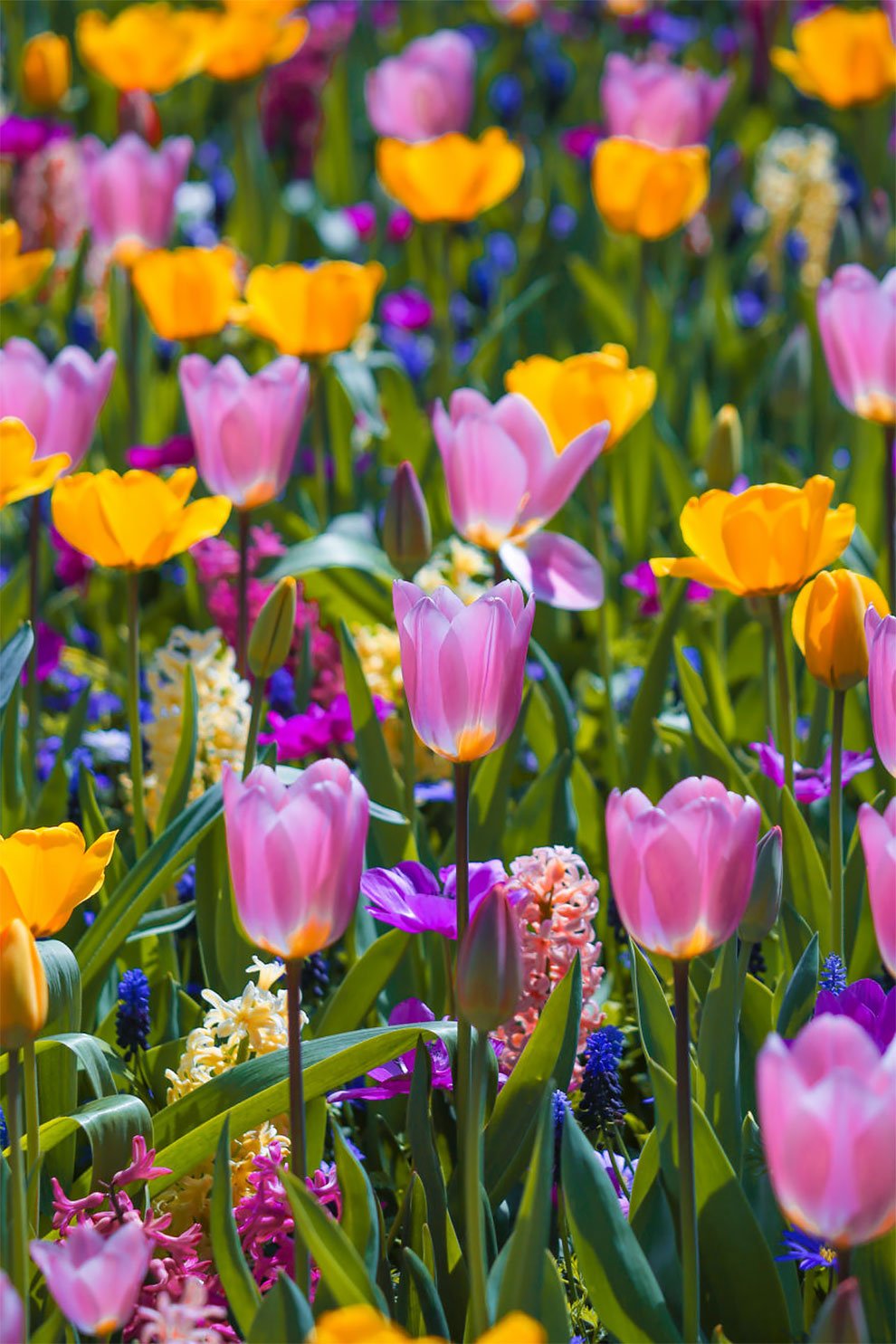 Цветущие поля тюльпанов в Нидерландах