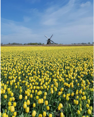 Тюльпанные поля Голландии в ярких снимках. Фото
