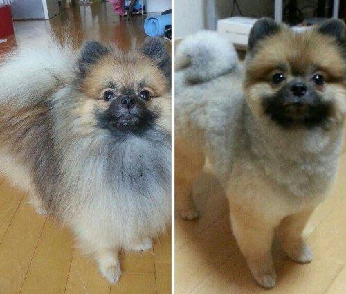 Курьезные снимки собак до и после стрижки (ФОТО)