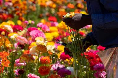 Цветочные поля Калифорнии в ярких снимках. Фото