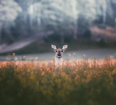 Этого фотографа называют «заклинателем» лесных животных. Фото 