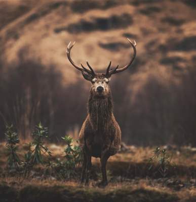Этого фотографа называют «заклинателем» лесных животных. Фото 