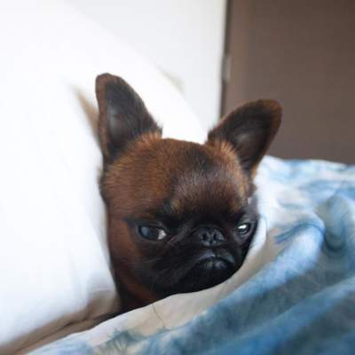 Недовольный пес Гизмо: в Instagram появилась новая звезда