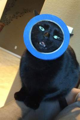 Смешные снимки кошек, которые не могут жить без приключений