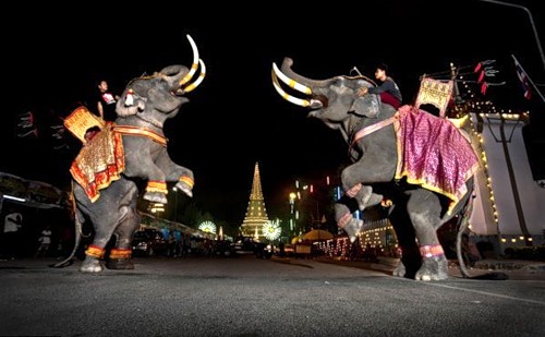 В Таиланде слон искалечил украинского туриста