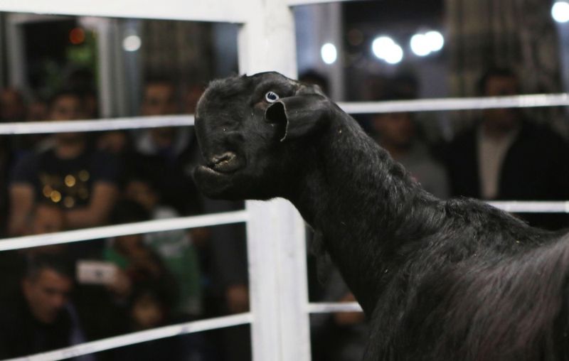 На аукционе горбоносых козлов в Иордании