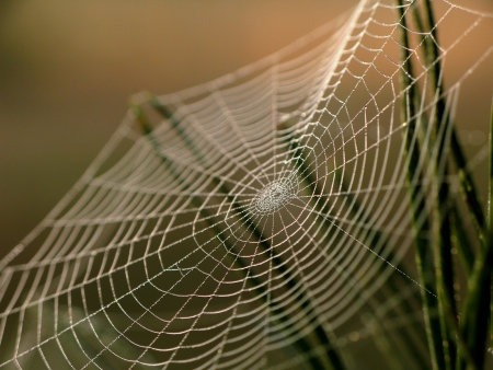 Ученые создали шелкопрядов с генами пауков, из волокон которых можно делать пластмассу