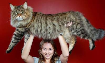 Потешные коты, впечатляющие своими размерами