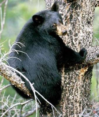 В Америке медведь прогулялся по жилому кварталу и уснул на дереве