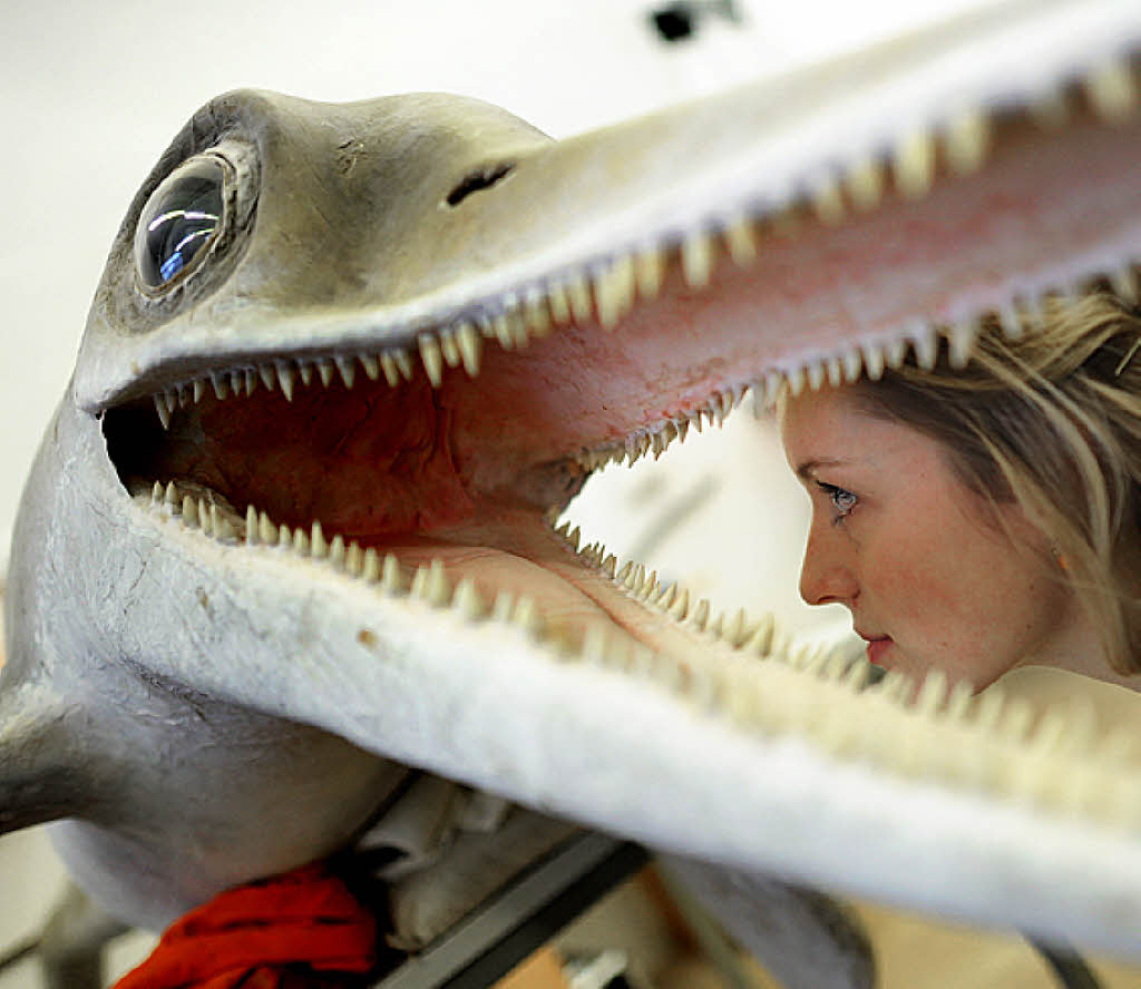 Палеонтологи нашли новый вид динозавров