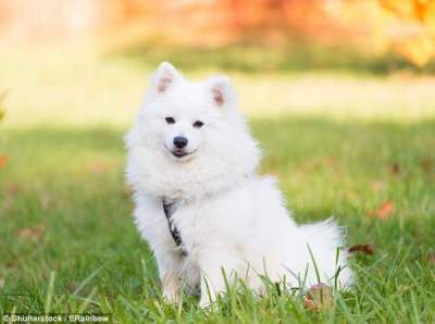 Японка купила «щенка» и сильно удивилась, в кого он превратился
