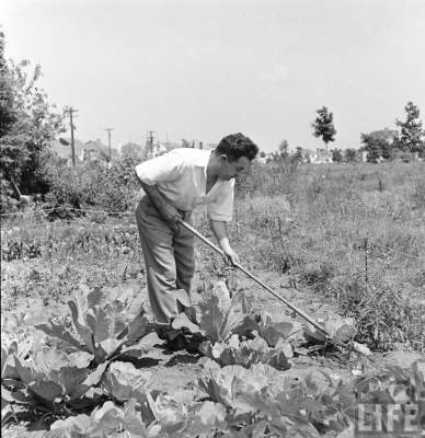 Повседневная жизнь пригородов штата Нью-Йорк в конце 1940-х. Фото