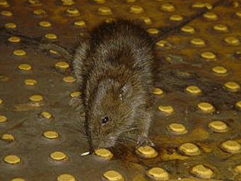 Нью-йоркцы выберут самую страшную крысу в метро