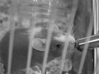 Убитую фейерверком мышь выставят в голландском музее