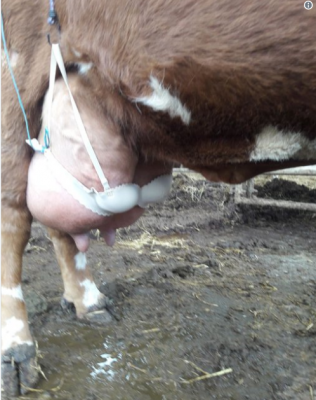 Бюстгальтер в помощь: фермер придумал, как приучить теленка к вымени 