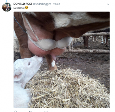 Бюстгальтер в помощь: фермер придумал, как приучить теленка к вымени 
