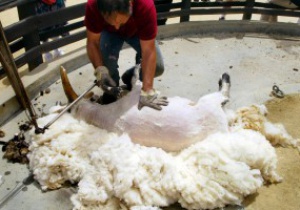 Стрижку овец предлагают внести в программу Олимпийских игр
