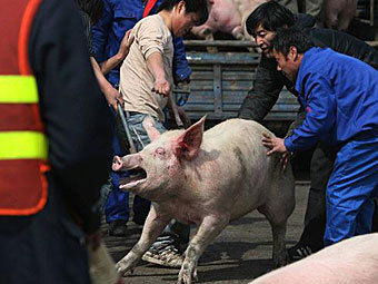 Свинья стала причиной пятикилометровой пробки на дороге в Японии