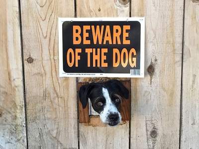«Опасные» собаки, которых так и хочется погладить