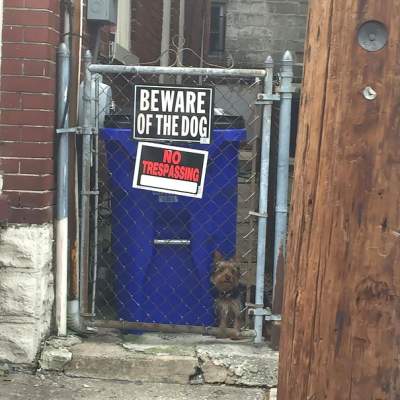 «Опасные» собаки, которых так и хочется погладить
