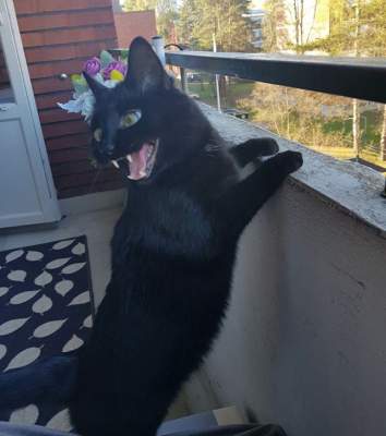 Сеть в восторге от реакции кота на вид с балкона