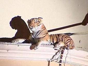 Американские пожарные поймали плюшевого тигра