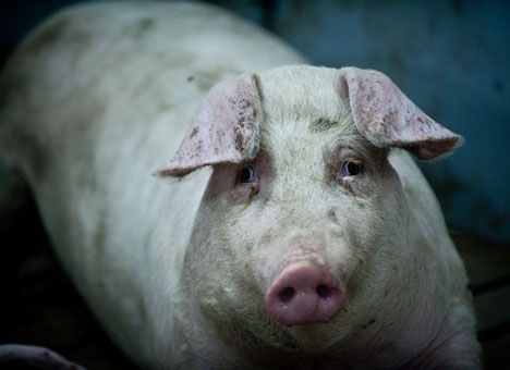В селах массово вырезают свиней