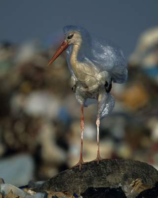 National Geographic выпустил номер, посвященный проблеме пластика в океане. Фото