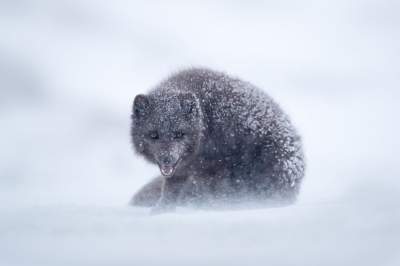 Самые впечатляющие снимки ноября от National Geographic. Фото