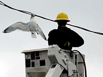 Канадский электромонтер спас застрявшую в проводах чайку