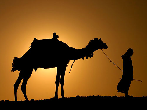 Из-за упадка туризма в послереволюционном Египте начали гибнуть от голода верблюды и лошади