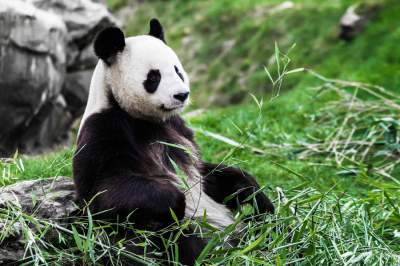 Любителям панд: подборка «мимишных» снимков этих животных. Фото