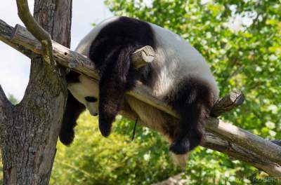 Любителям панд: подборка «мимишных» снимков этих животных. Фото