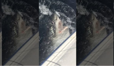Пожилой рыбак показал схватку со стокилограммовой акулой. Фото