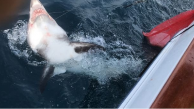 Пожилой рыбак показал схватку со стокилограммовой акулой. Фото
