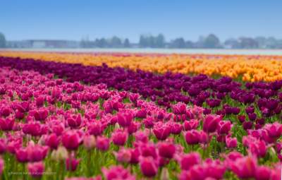 Захватывающая прогулка по голландским полям тюльпанов. Фото