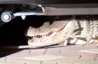 Двухметровый аллигатор, спрятавшийся под машиной, перепугал американскую семью