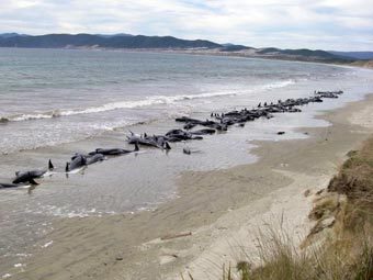 В Новой Зеландии умертвили три десятка выбросившихся на сушу гринд