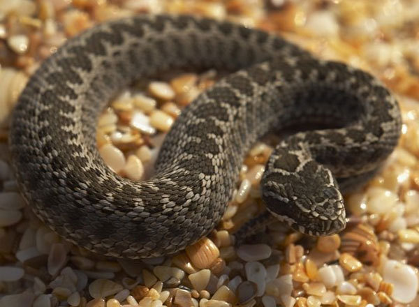 Полуторагодовалый "геракл" отгрыз голову 35-сантиметровой змее
