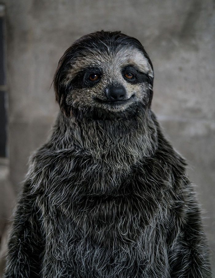 Максимально реалистичный костюм ленивца